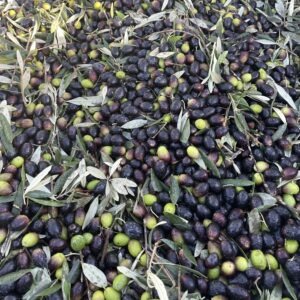 Pile of green and black olives with olive leaves, freshly harvested and wet from rain or dew.