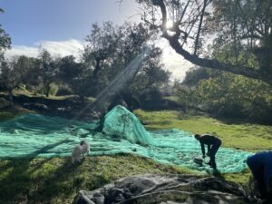 Sunlight shines through tree branches over a grassy campsite with teal tarps covering gear; a person bends down near the tarps while a white dog stands nearby.