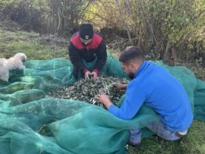 Two men gather olive branches and fruit onto a green harvest net spread on the ground, with a small white dog nearby.