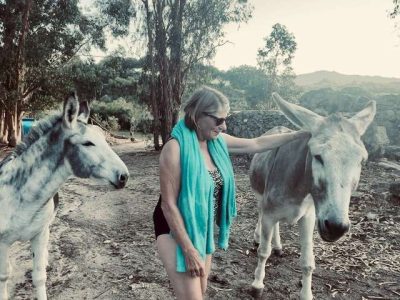 donkeys