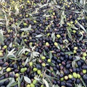 Olives in various ripeness stages scattered among olive branches and leaves on the ground after harvest.