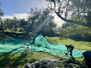People spread a large teal tarp across a sunlit grassy field with trees in the background; a dog stands nearby.