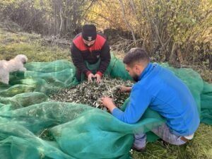 Two men kneel among green netting, sorting a pile of olive branches outdoors, with a dog nearby.