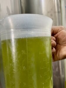 Close-up of a transparent measuring pitcher filled with murky green liquid, held by a person's hand to the right; measurement markings are visible on the side.